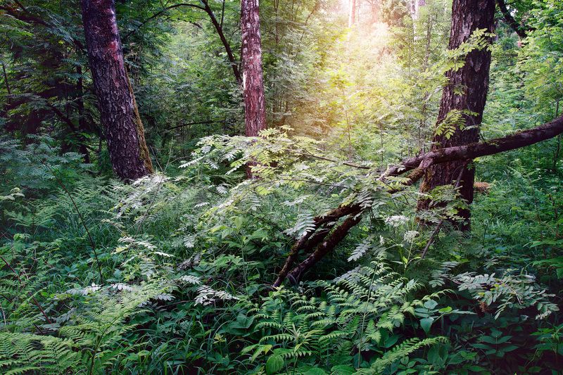 лес, листва, зелень, лето В летнем лесуphoto preview