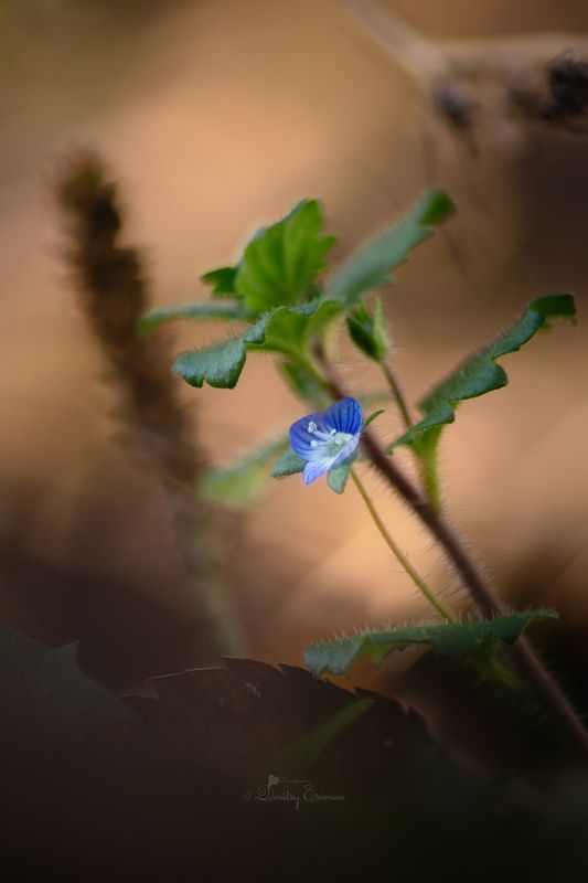 Ноябрьская...photo preview