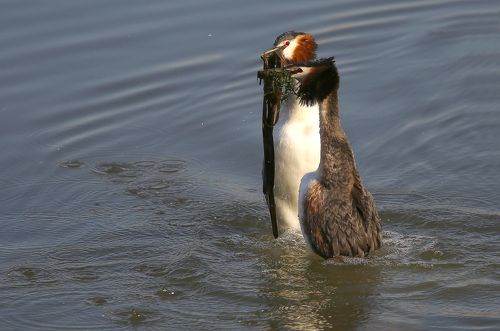 Чомга. Брачный ритуал.
