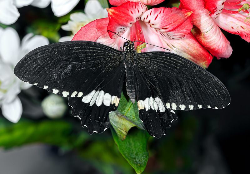 насекомые, бабочка, парусник, полит, тропическая Парусник Политphoto preview