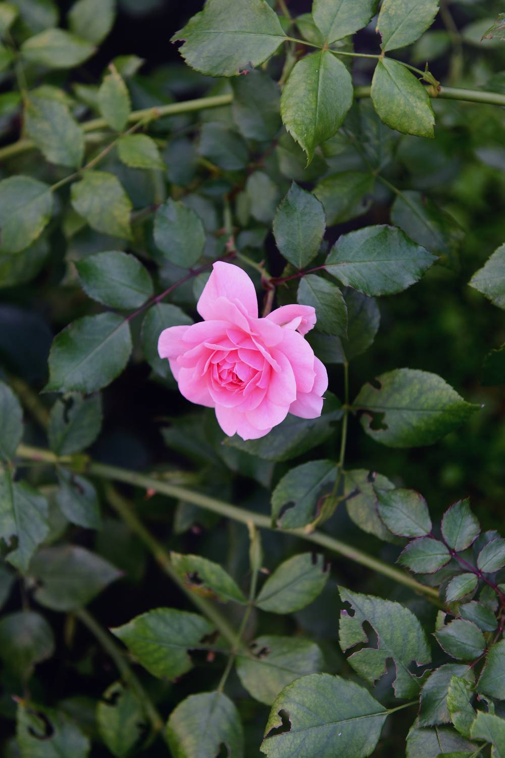 Несовершенства. Автор: Божена Пучко , Божена Пучко