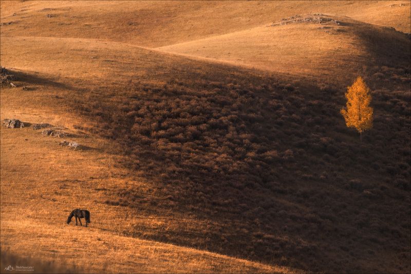 алтай, горный алтай, усть-кан, усть-канская степь, фототур на алтай, фототуры 2025, осенний фототур на алтай, минимализм Осенняя меланхолияphoto preview