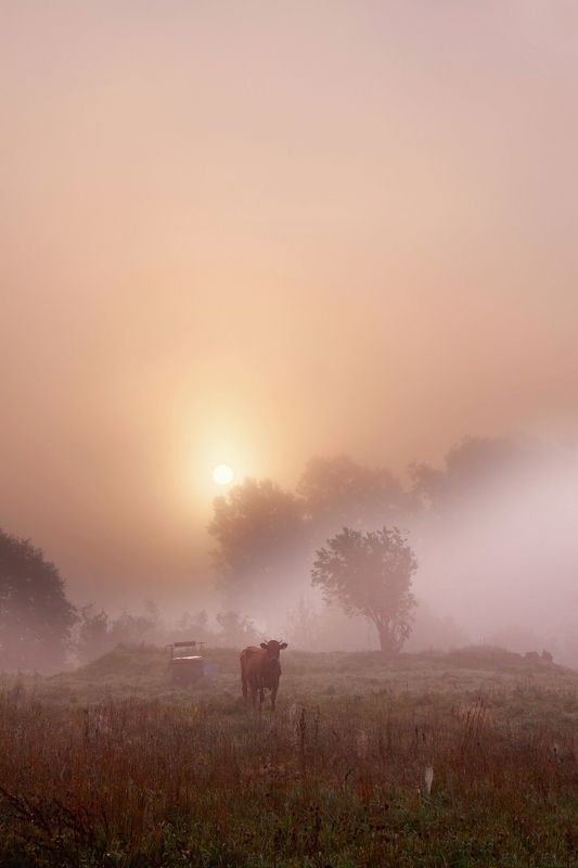 morning,mist,cow,well Landscape with a cowphoto preview