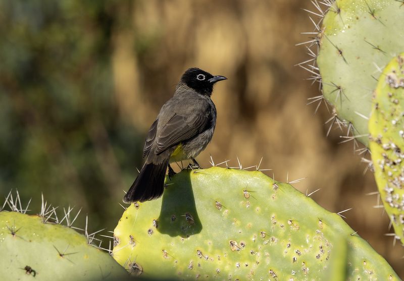 Бюльбюль желто-поясничный.photo preview