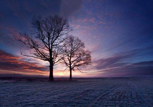 Dawn with oaks
