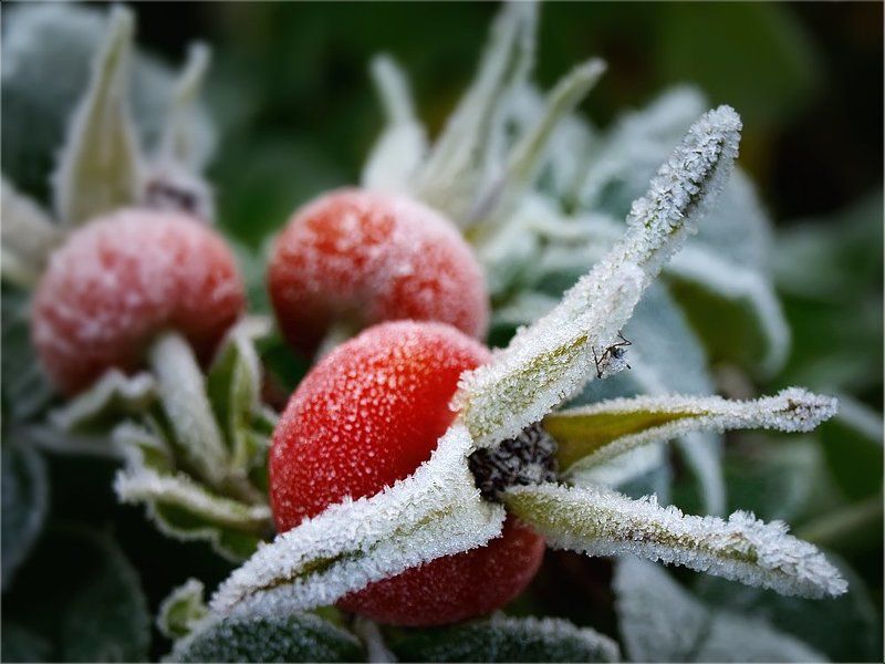 заморозки, шиповник. Как природа встретила утро вчерашнего дня...photo preview