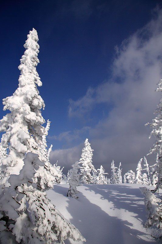 зима светотеньphoto preview