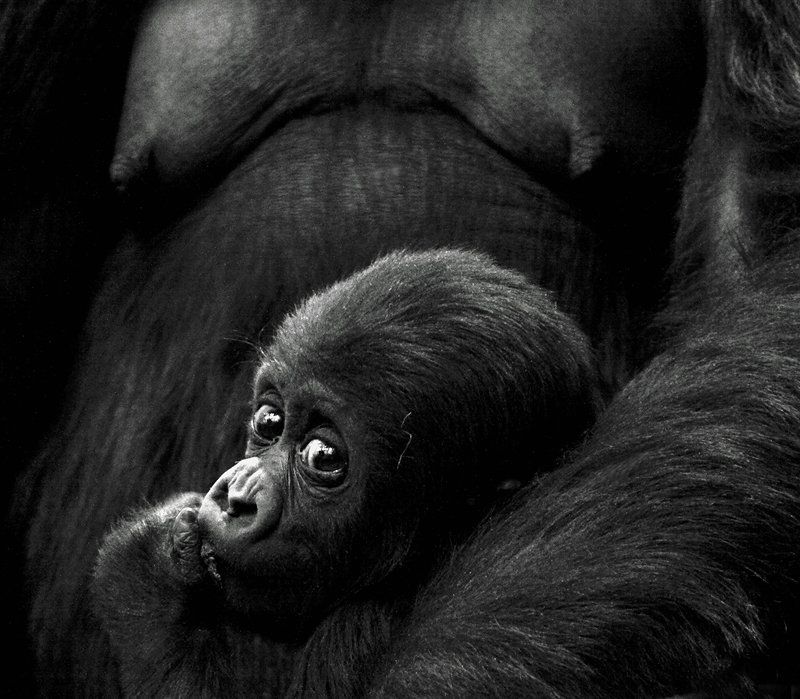 Про малышаphoto preview