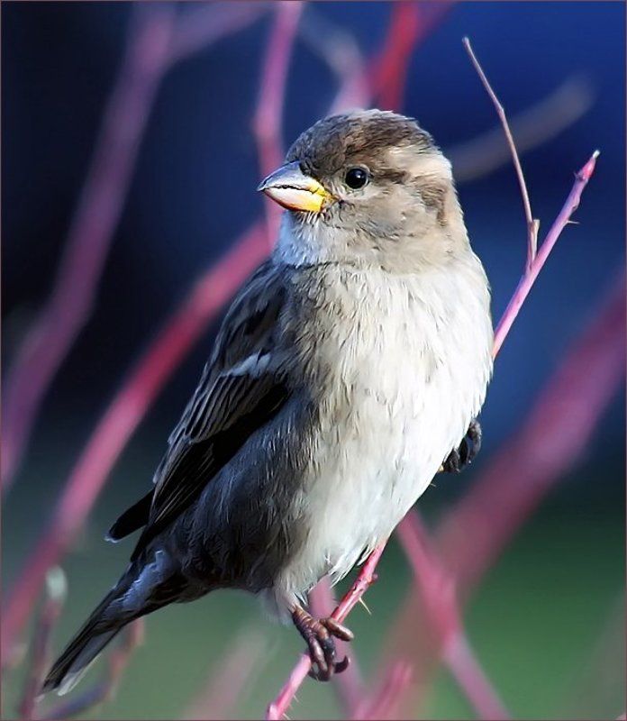 Воробьихаphoto preview