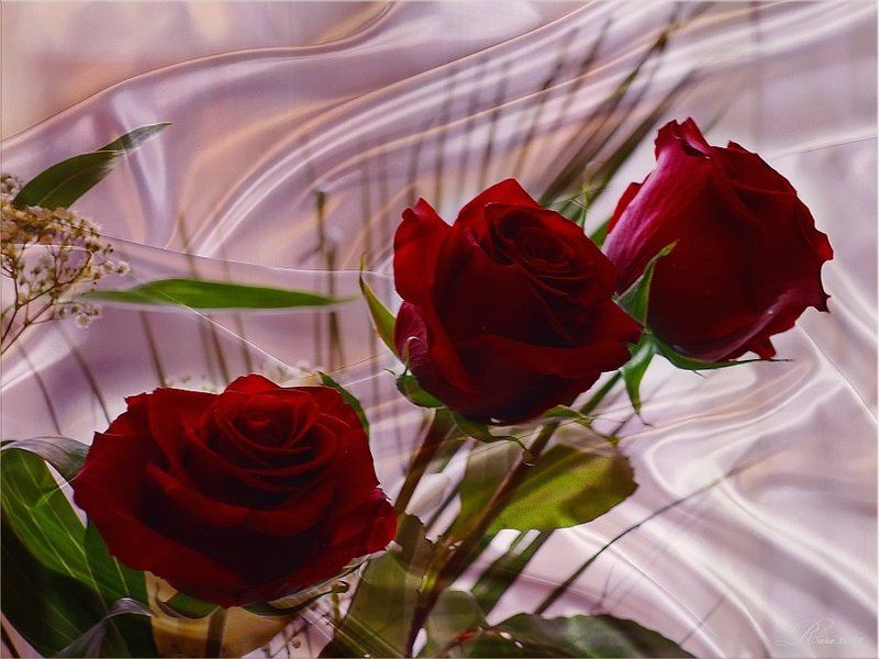 розы Празднечная фантазия...photo preview