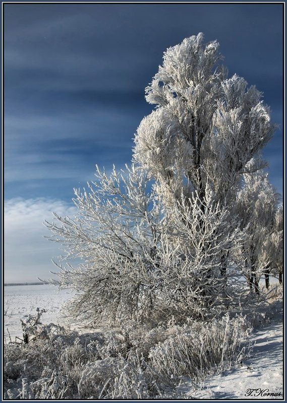 В декабре, в декабре все деревья в серебре...photo preview