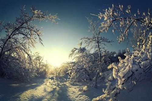 Сон деревьев под снегом.