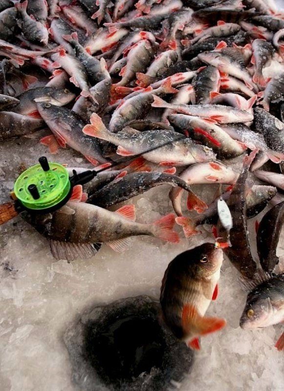 зима,рыбалка. окуни,повезло РЫБАЦКО-ЗИМНИЙ НАТЮРМОРТ -  \