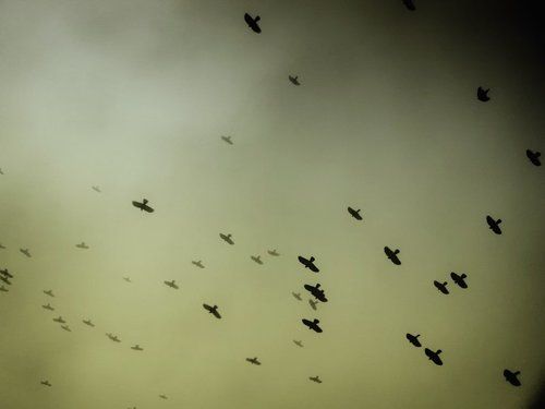 Flyers