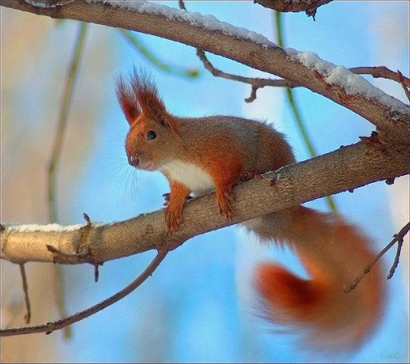 Статико-динамикаphoto preview