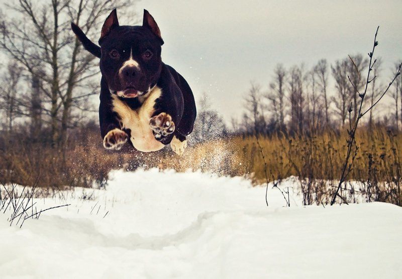 собака ужас, летящий на крыльях ночиphoto preview