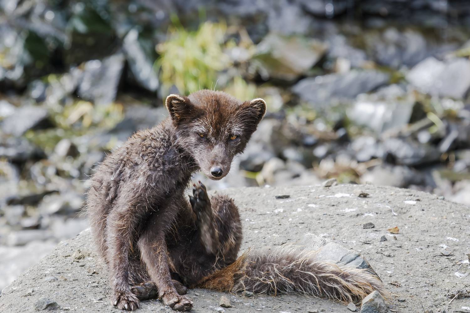 берингийский песец, командоры, Уткин Дмитрий