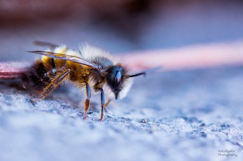 small Osmia rufa