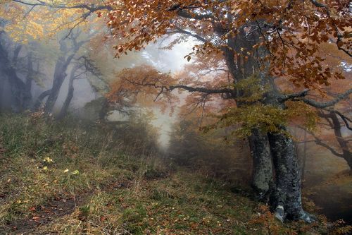 В сказочном лесу