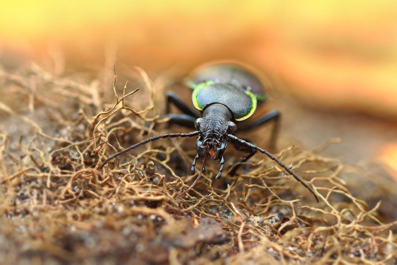 Осенний портретphoto preview