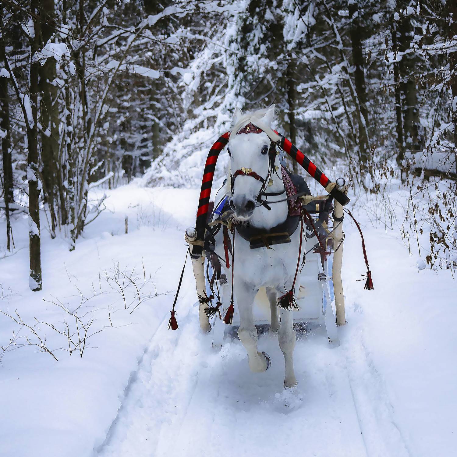 С ветерком. Автор: Стукалова Юлия лошадь,галоп, лес, природа, horse, movement, forest, nature, Стукалова Юлия