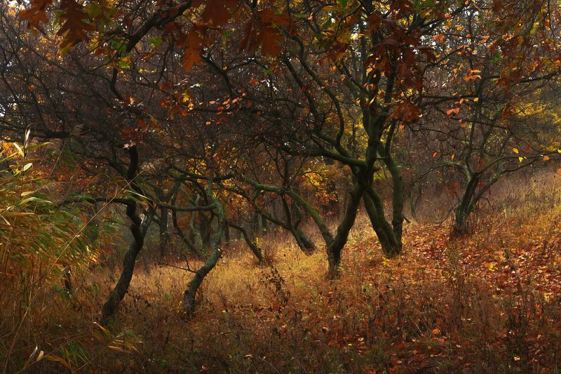 Угрюмая осень.photo preview