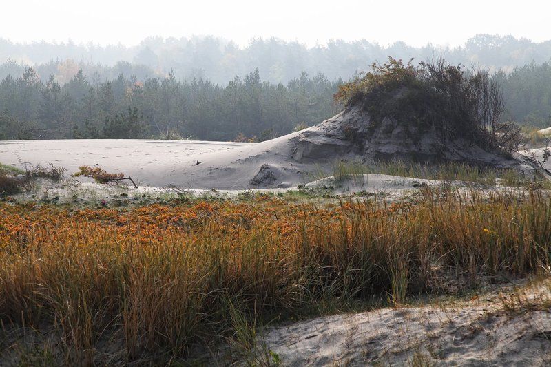 Балтика, коса, море, Калининград Балтийская коса осеньюphoto preview