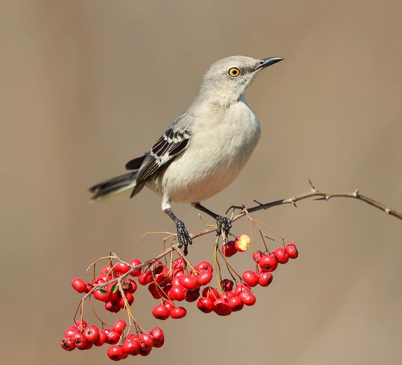 многоголосый, пересмешник, northern, mockingbird Многоголосый пересмешник -Northern Mockingbirdphoto preview