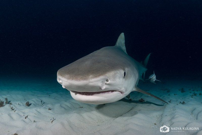 Predator, Shark, Tiger shark, Underwater, Акула, Подводная съемка, Тигровая акула, Хищник Парочкаphoto preview