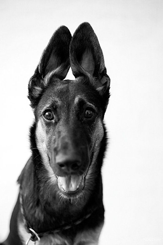 Вео, Собака, Щенок photo preview