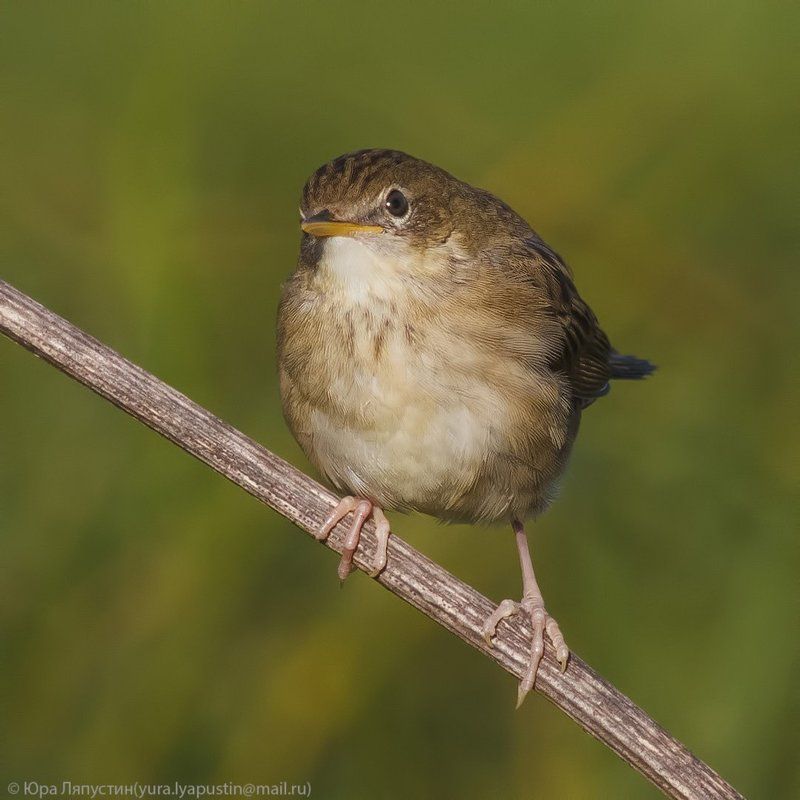 камышевка, ***photo preview