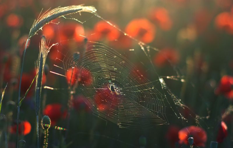 запах  лета...photo preview