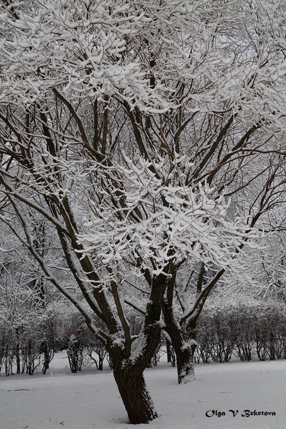 зима, пейзаж, деревья, Бекетова Ольга