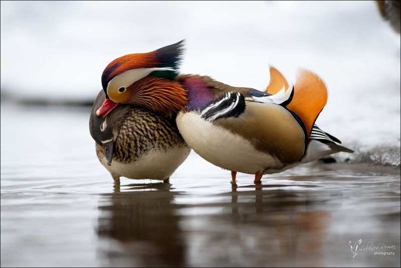 Утиная нежностьphoto preview