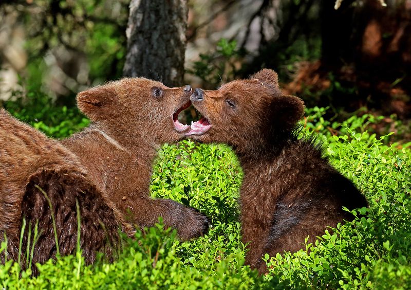 Шалунишкиphoto preview