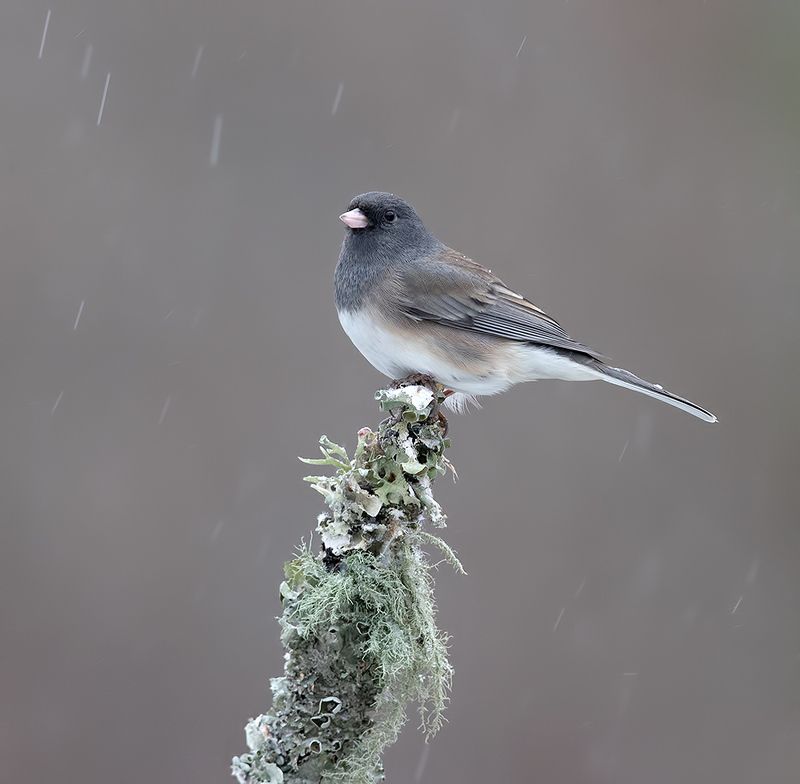юнко,dark-eyed junco, junco, зима Dark-eyed Junco -Юнкоphoto preview