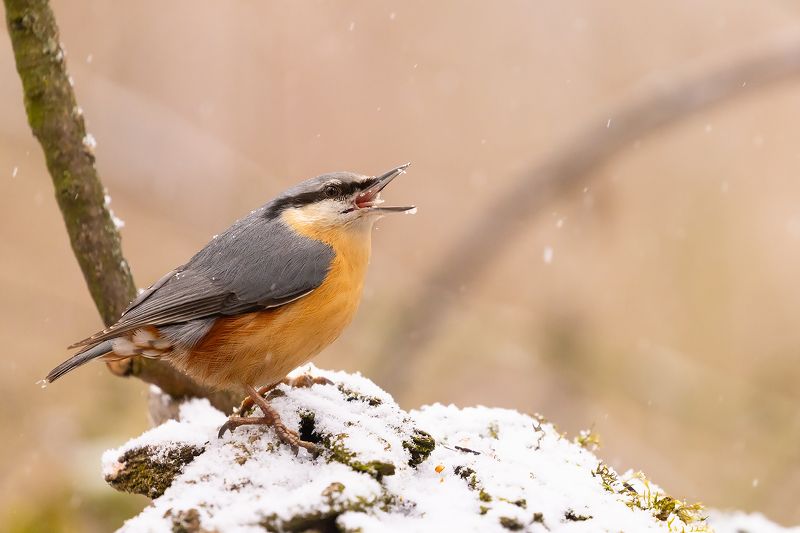 Nuthatchphoto preview