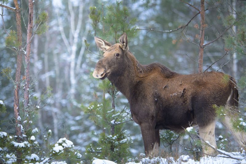 Лесная встречаphoto preview