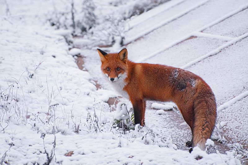 Рыжик :)photo preview