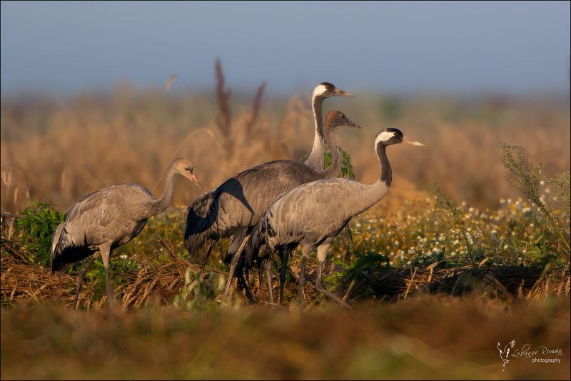 Семьяphoto preview