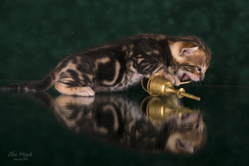 Бенгальские котята