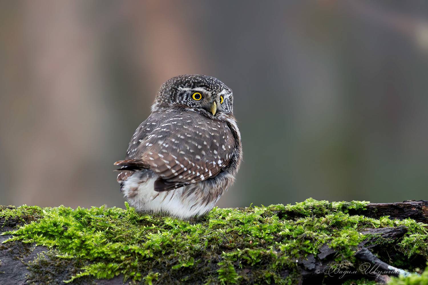 Сыч и декабрьская зелень. Автор: Шульгин Вадим воробьиный сычик, Шульгин Вадим