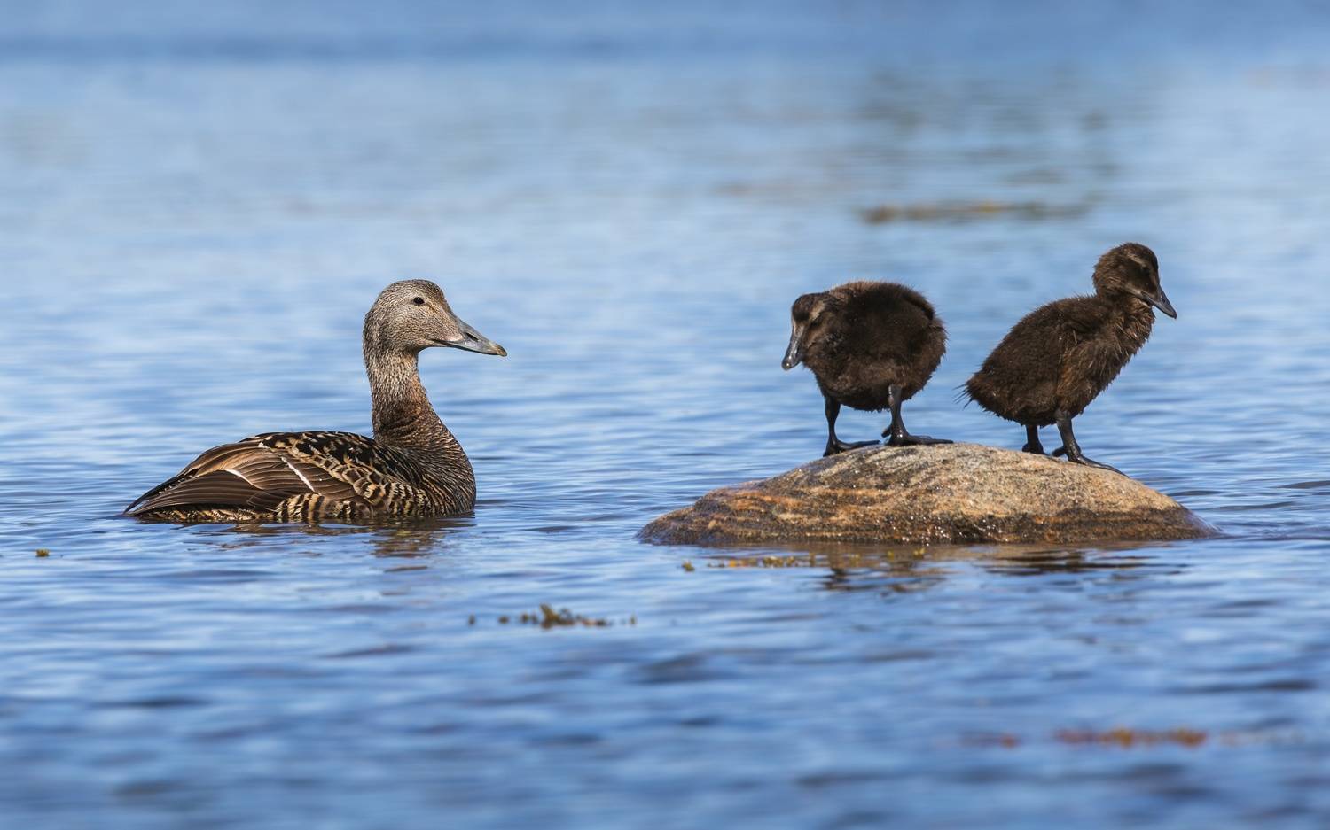 гага, утка, утята, птицы, белое море, somateria mollissima, Римма Герасименко