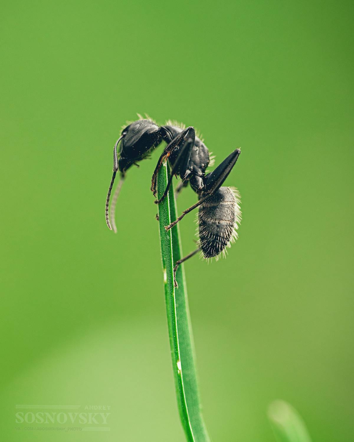 Дозорный. Автор: Andrey Sosnovsky , Andrey Sosnovsky