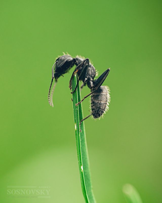 Дозорныйphoto preview