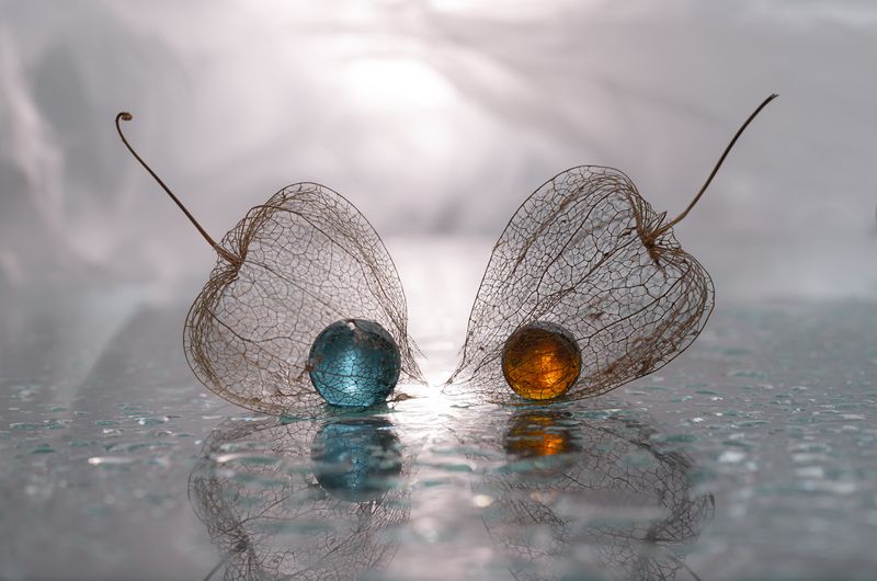 макро, физалис, macro, canonphoto Я - это тыphoto preview