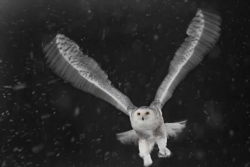 Полярная Сова Bubo scandiacusphoto preview