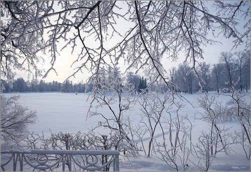 Ажурность зимы