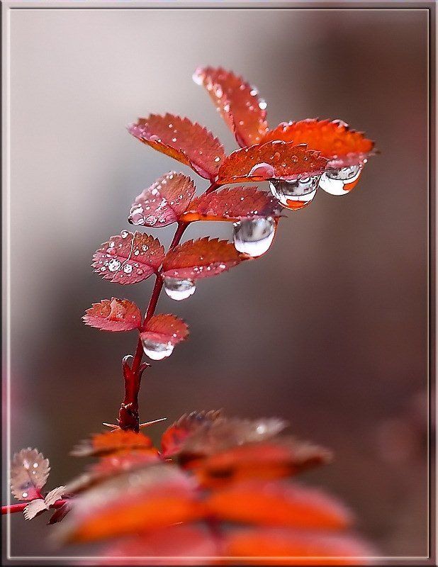 Осеннии слёзыphoto preview