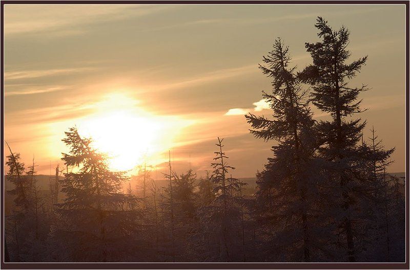 солнце,тайга,зима Эскиз таёжного утраphoto preview